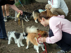 小金井公園しつけ教室