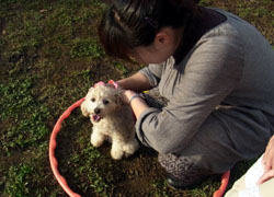 幕張海浜公園しつけ教室