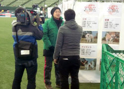 シッポフェスタ