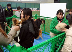 シッポフェスタ