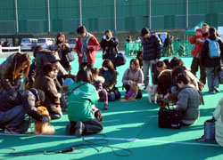 シッポフェスタ