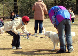 わんだふるホリデー