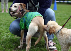 小金井公園しつけ教室