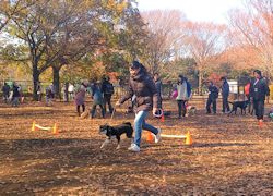 小金井公園しつけ教室