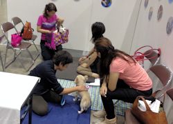 シッポフェスタ