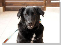 ドッグスタディ感想