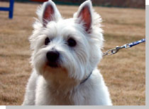 ドッグスタディ感想