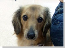 ドッグスタディ感想