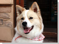 ドッグスタディ感想