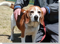 ドッグスタディ感想