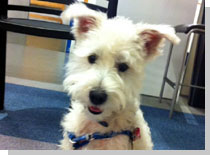 ドッグスタディ感想