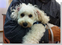 ドッグスタディ感想