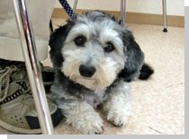 ドッグスタディ感想