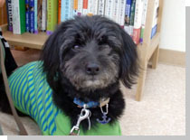 ドッグスタディ感想