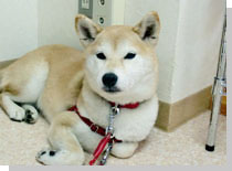 ドッグスタディ感想