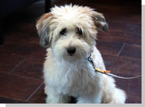 ドッグスタディ感想