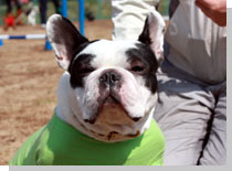 ドッグスタディ感想