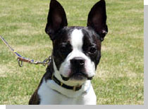 ドッグスタディ感想