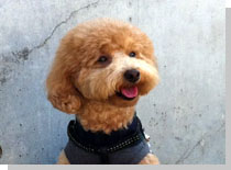 ドッグスタディ感想