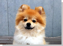 ドッグスタディ感想