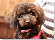 ドッグスタディ感想