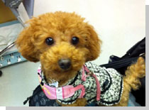 ドッグスタディ感想