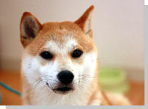 ドッグスタディ感想