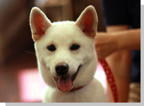 ドッグスタディ感想