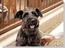 ドッグスタディ感想