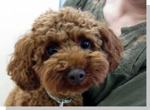 ドッグスタディ感想