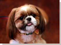 ドッグスタディ感想