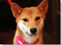 ドッグスタディ感想