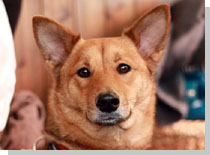 ドッグスタディ感想