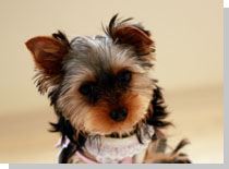 ドッグスタディ感想