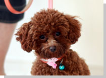 ドッグスタディ感想