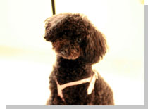 ドッグスタディ感想