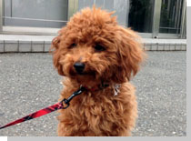 ドッグスタディ感想