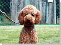 ドッグスタディ感想