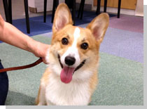 ドッグスタディ感想