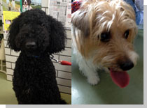 ドッグスタディ感想