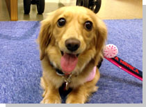 ドッグスタディ感想