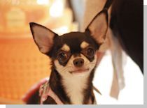 ドッグスタディ感想