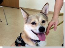 ドッグスタディ感想