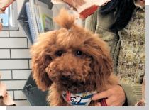 ドッグスタディ感想