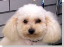 ドッグスタディ感想