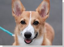 ドッグスタディ感想