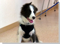 ドッグスタディ感想