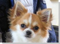 ドッグスタディ感想