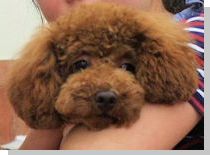 ドッグスタディ感想