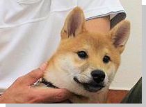 ドッグスタディ感想